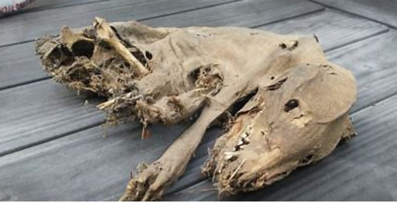 Mummified Opossum found during home renvoation